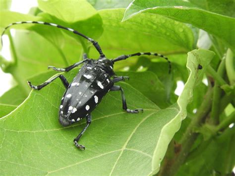 天星牛|星天牛 Anoplophora chinensis